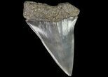Fossil Mako Shark Tooth - Georgia #75002-1